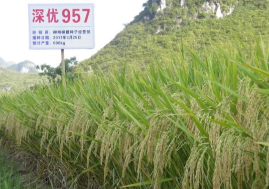 深优957