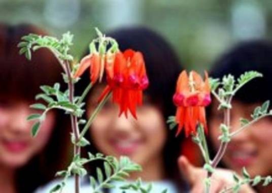 吉祥鸟（蝶形花科耀花豆属植物）