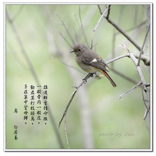 鸟(白居易诗作)