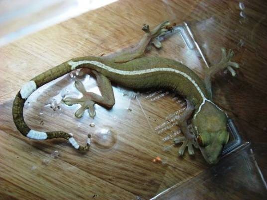 白线壁虎