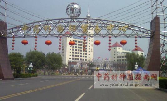 安国东方药城