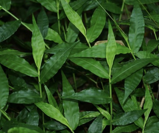 竹叶草