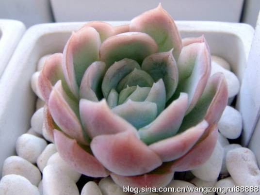 楼兰（楼兰植物）