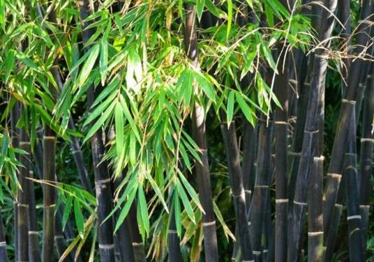 紫竹(原变种)