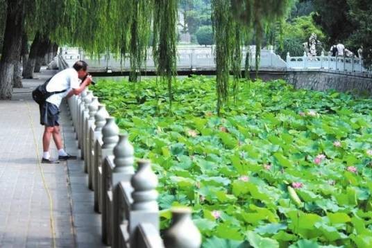 古莲花池（河北邯郸市丛台公园内古莲池）