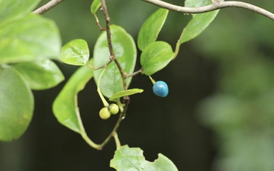 清风藤（清风藤科清风藤属植物）