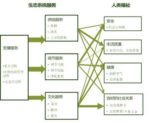 生态系统服务