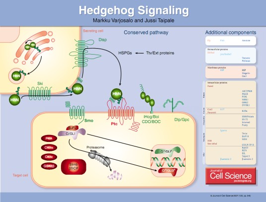 Hedgehog信号通路
