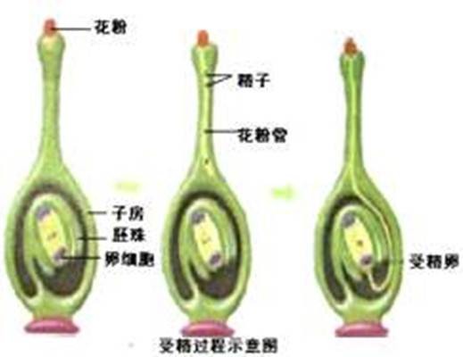 受精（植物）