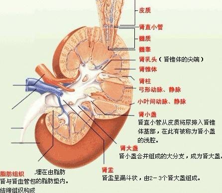 肾病综合征的症状