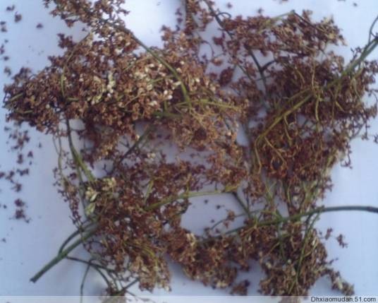 暴马子(植物物种)