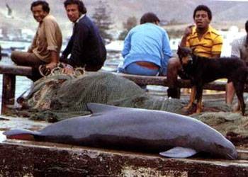 棘鳍鼠海豚