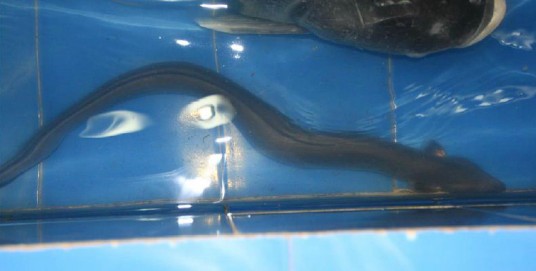 鳗鲡(中药材)