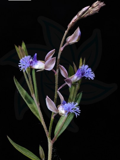 小草(中药)