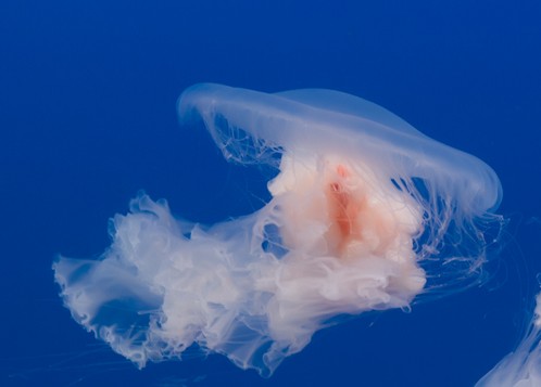 海蜇皮(中药)