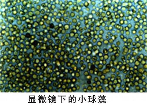 小球藻属