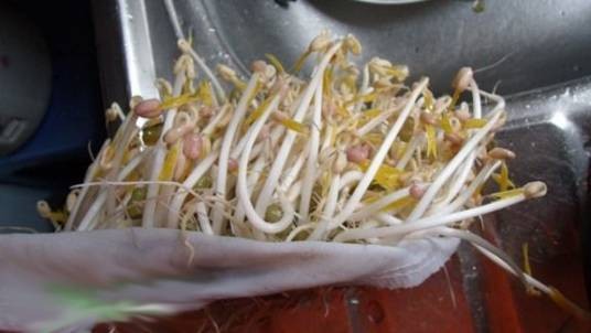 赤小豆芽（豆科类的植物）