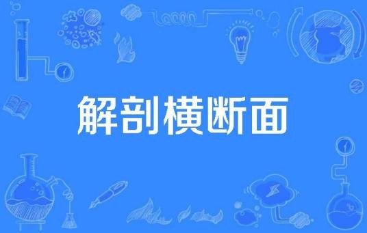 解剖横断面