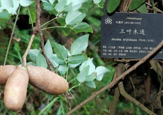 三叶木通张家界自然保护区个体16号