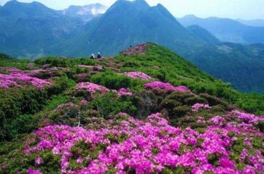 杜鹃山景区（吉安市旅游景区）