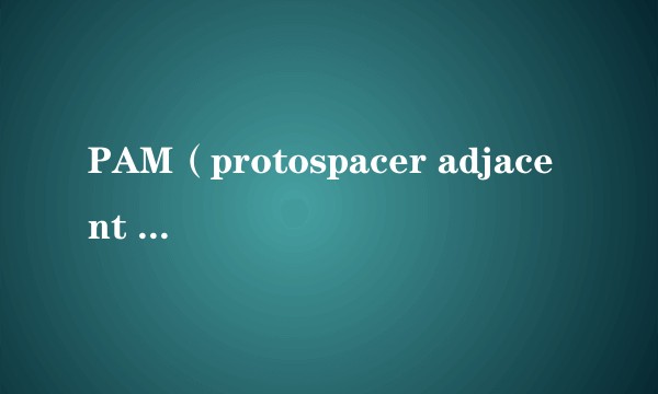 PAM（protospacer adjacent motif）