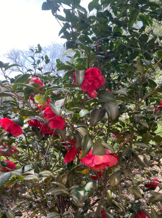 山茶(山茶科山茶属植物)