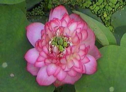 沁园春（荷花品种）