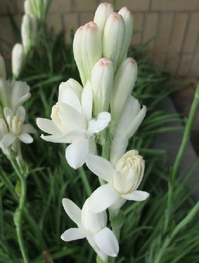 晚香玉(中药材)
