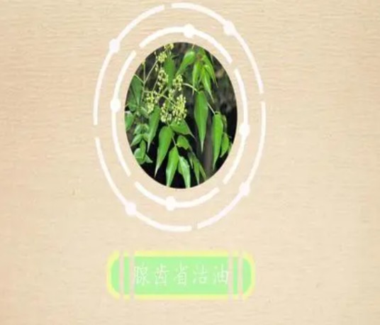 腺齿省沽油