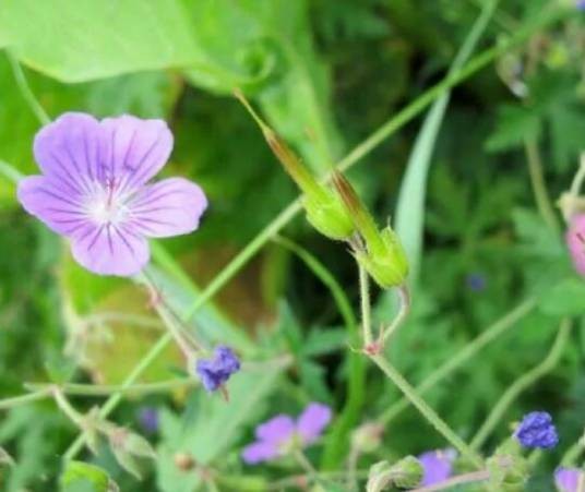 老鹳草(牻牛儿苗科老鹳草属植物)