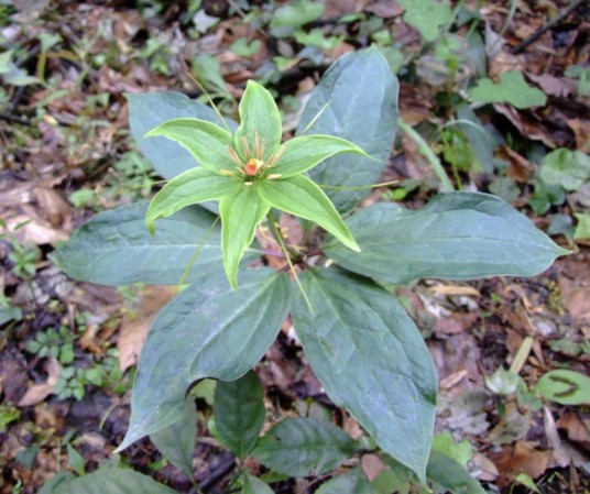 七叶一枝花（藜芦科重楼属植物）