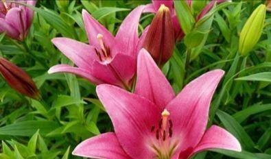 雅姿（苏鉴花201315）