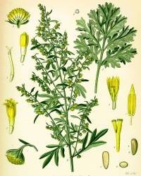 针叶火绒草(菊科泽兰属植物)