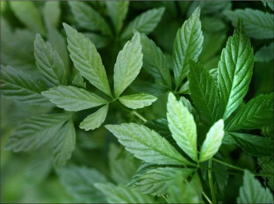绞股蓝(葫芦科绞股蓝属植物)