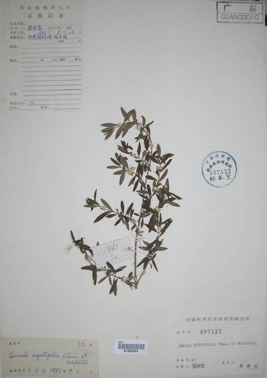 黄薇(千屈菜科黄薇属植物)
