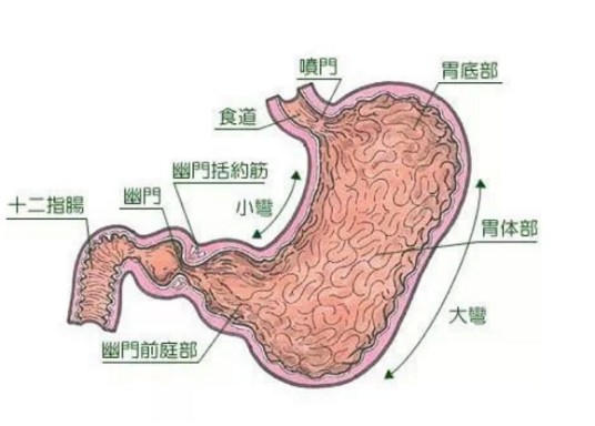 胃萎缩