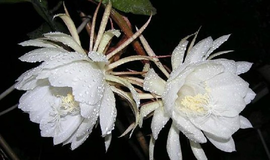 昙花(中药)