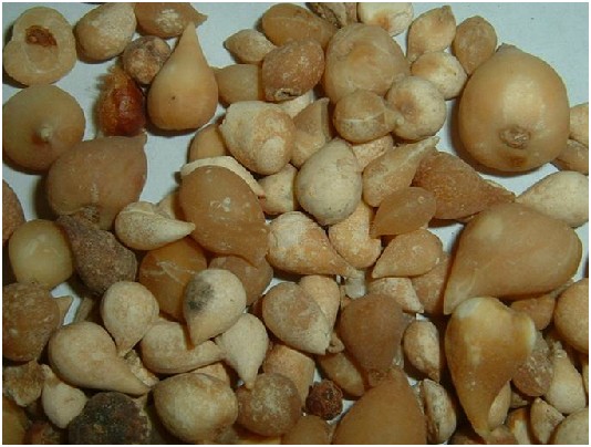 丽江山慈菇(百合科山慈菇属植物)