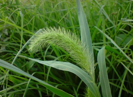 大狗尾草(禾本科狗尾草属植物)