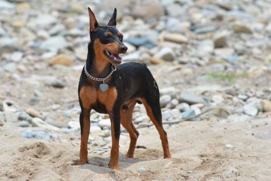 迷你宾莎犬