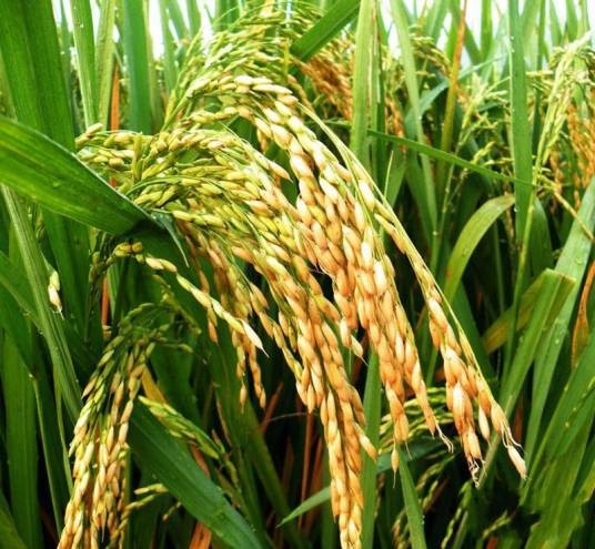 五丰优286（禾本科稻属植物）