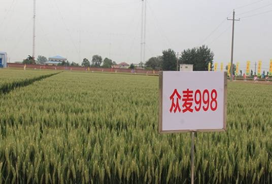 众麦998