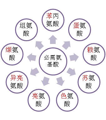 氨基酸模式