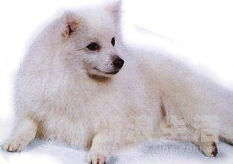 马拉摩特雪橇犬