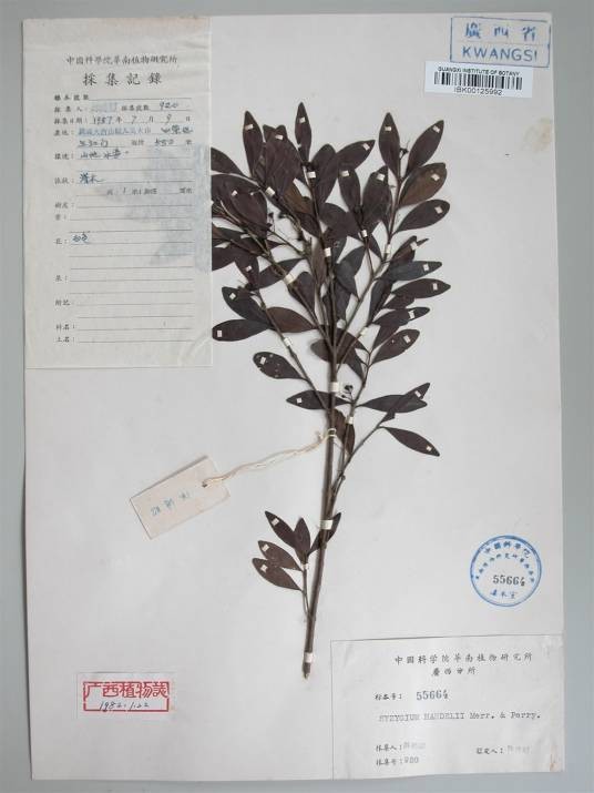 贵州蒲桃