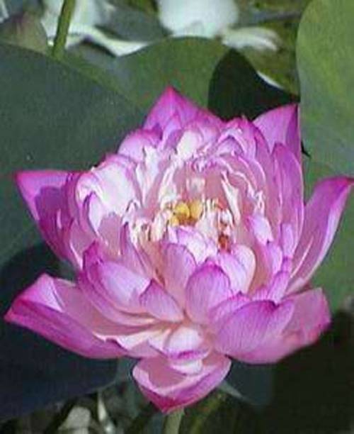 东方明珠(荷花品种)
