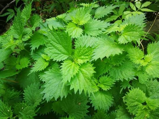 宽叶荨麻(荨麻科荨麻属植物)