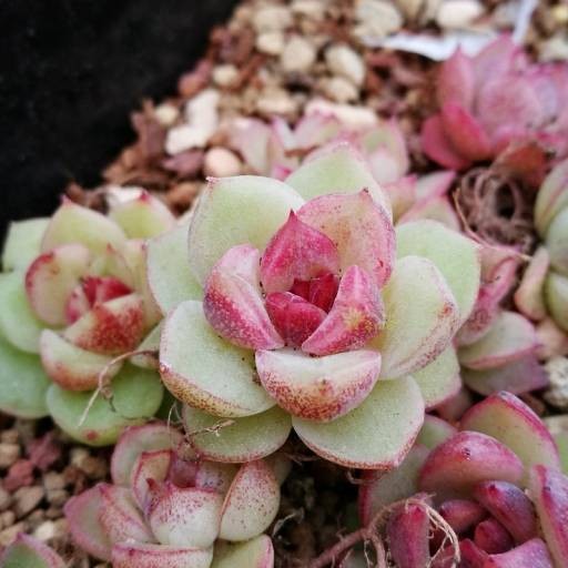 桃太郎（景天科拟石莲属多肉植物）