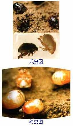 麦根蝽象