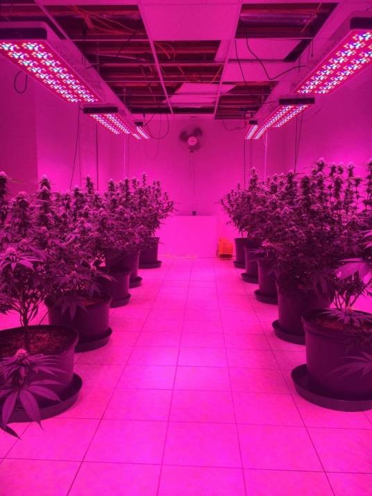 led植物生长灯